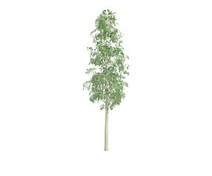 European Aspen Tree #03