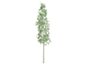 European Aspen Tree #04