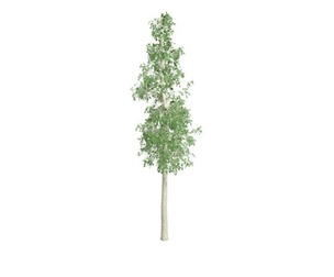 European Aspen Tree #05