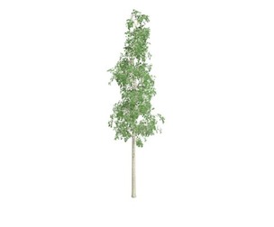 European Aspen Tree #06