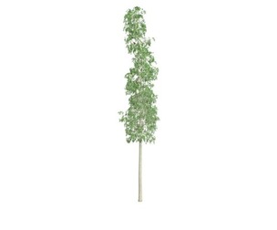 European Aspen Tree #07