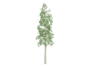 European Aspen Tree #08