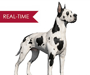 Great Dane Real-Time
