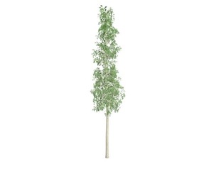 European Aspen Tree #09