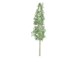 European Aspen Tree #10