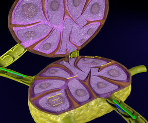 Lymph node Lymphatic system