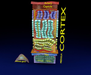 Adrenal gland gross microscopic 3D model