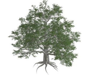European Beech Tree #01