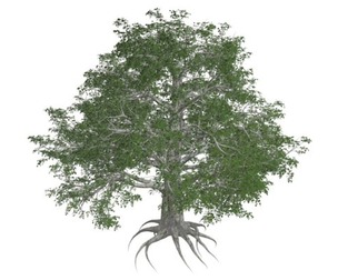 European Beech Tree #02