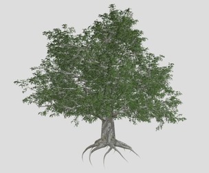 European Beech Tree #03