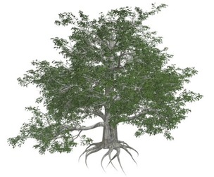 European Beech Tree #04