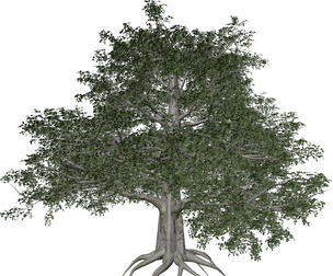 European Beech Tree #05