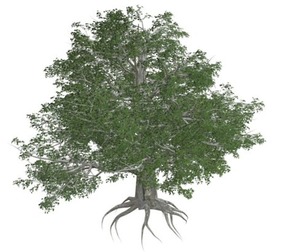 European Beech Tree #08