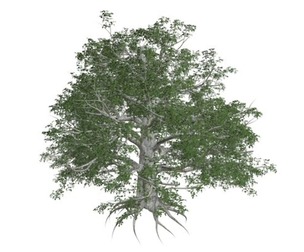 European Beech Tree #09