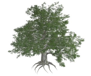 European Beech Tree #10