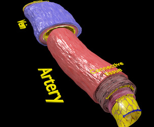 Blood vessel artery vein structure labelled