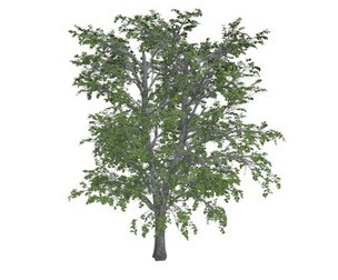 European Linden Tree #01