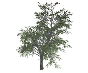 European Linden Tree #02