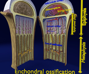 Bone epiphysis ossification detailed labelled