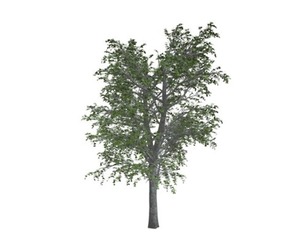 European Linden Tree #03