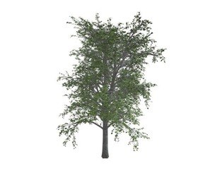 European Linden Tree #04
