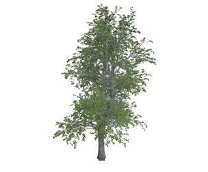 European Linden Tree #05