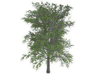 European Linden Tree #06