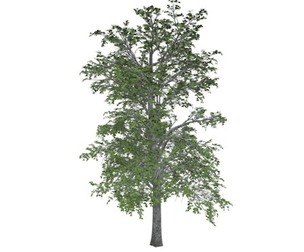 European Linden Tree #07