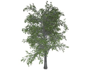 European Linden Tree #08