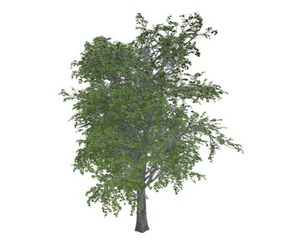 European Linden Tree #09
