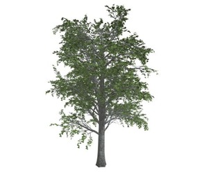 European Linden Tree #10