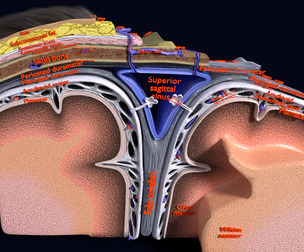 brain with meninges labelled detail