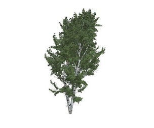 European White Birch Tree #01
