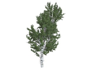 European White Birch Tree #02