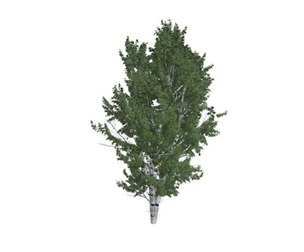 European White Birch Tree #03