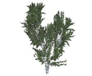 European White Birch Tree #04