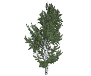 European White Birch Tree #05