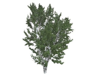European White Birch Tree #06