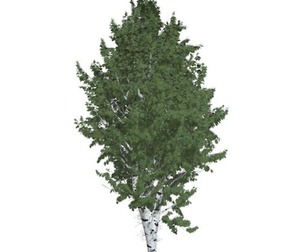 European White Birch Tree #07