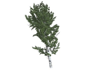 European White Birch Tree #08