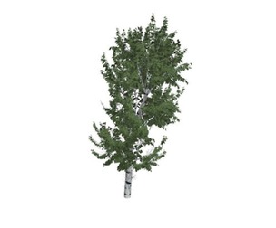 European White Birch Tree #09