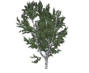European White Birch Tree #10