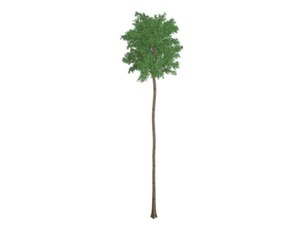 Flooded Gum Tree #01