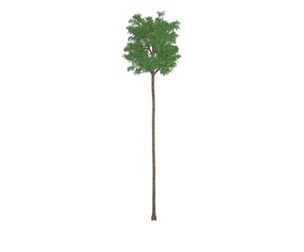 Flooded Gum Tree #02