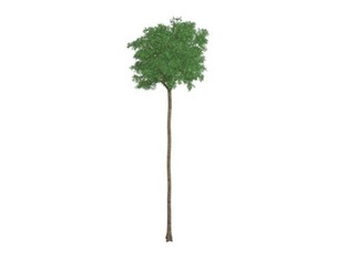 Flooded Gum Tree #03