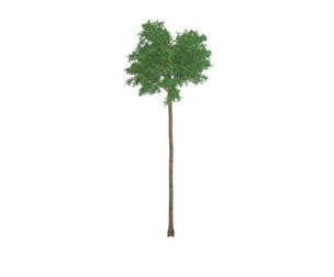 Flooded Gum Tree #04