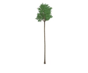 Flooded Gum Tree #05