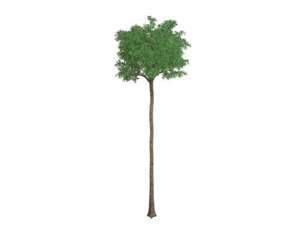 Flooded Gum Tree #06