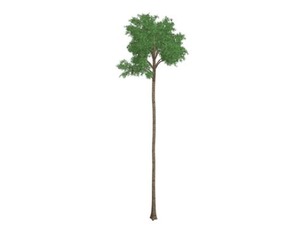 Flooded Gum Tree #08