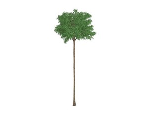 Flooded Gum Tree #10